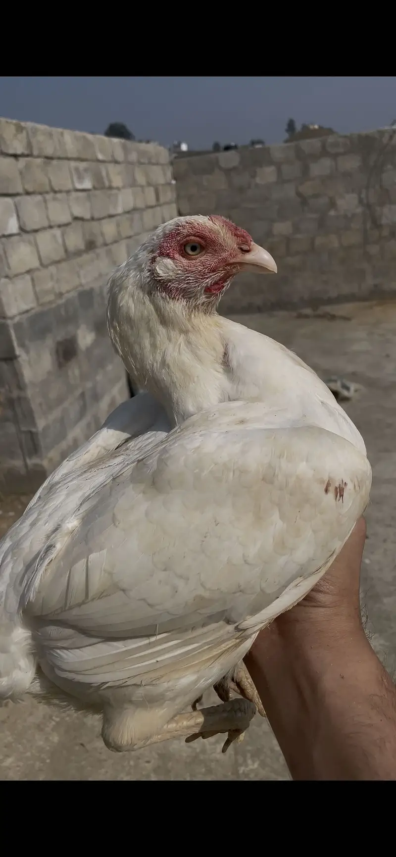 Paper white madi with chicks — photo 3