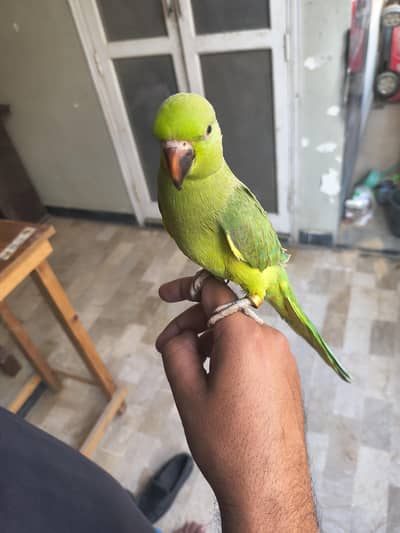 Green parrot ringneck Male hand tame