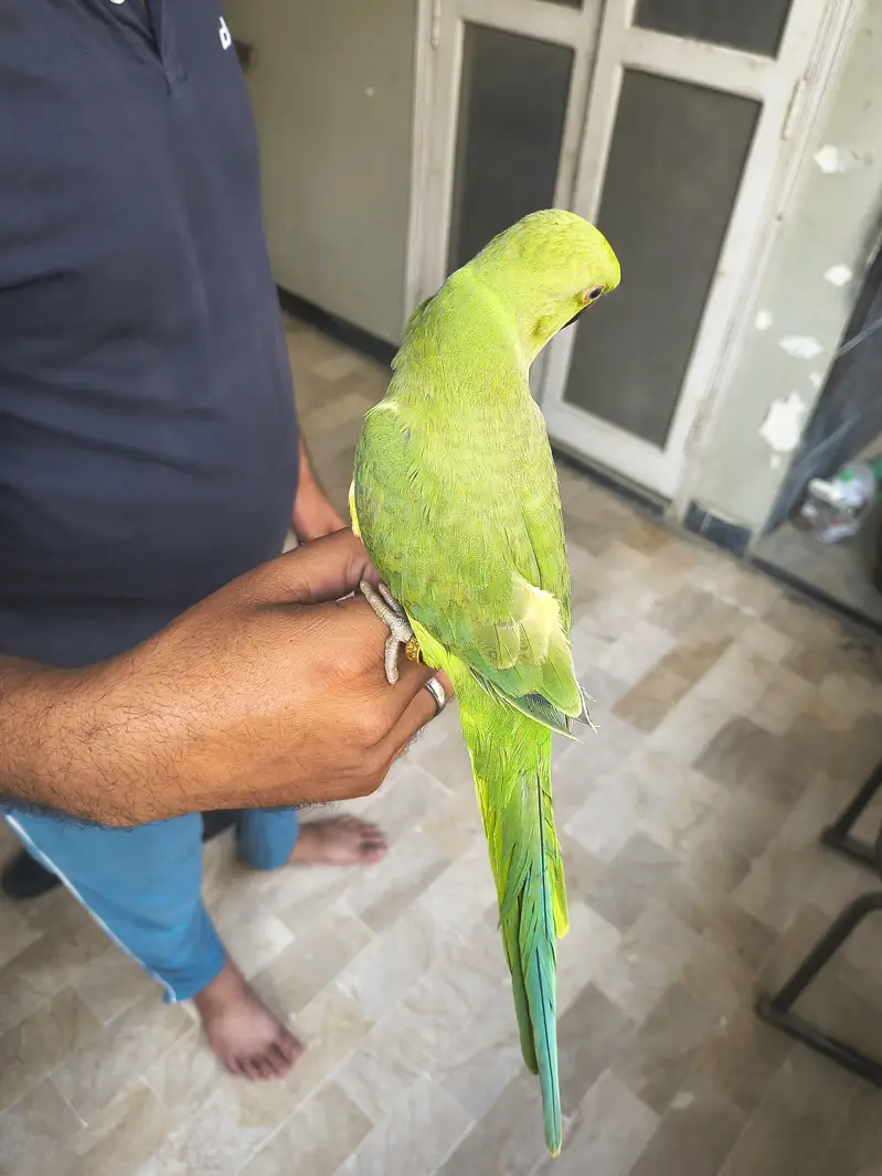 Green parrot ringneck Male hand tame — photo 2