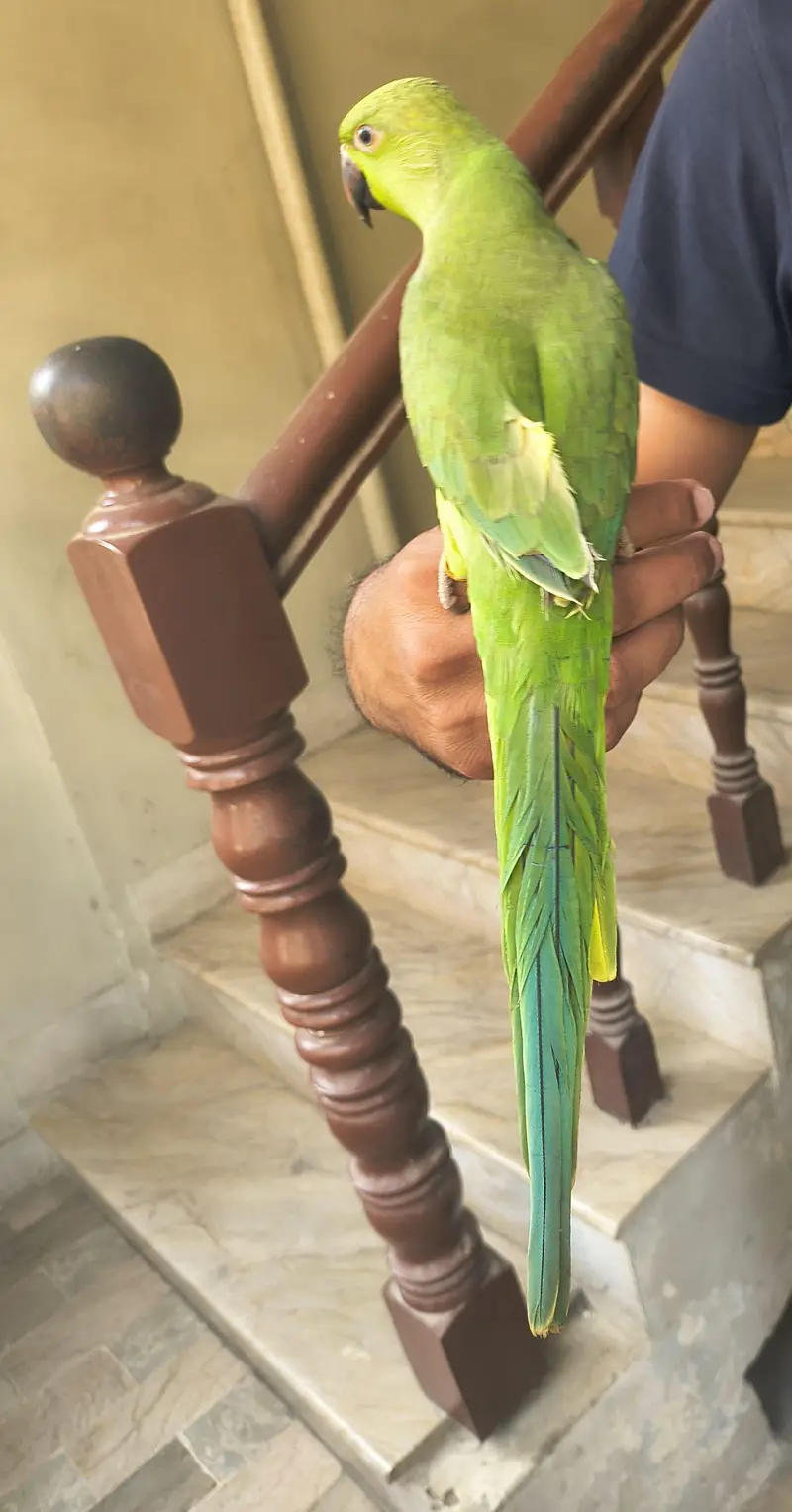 Green parrot ringneck Male hand tame — photo 3
