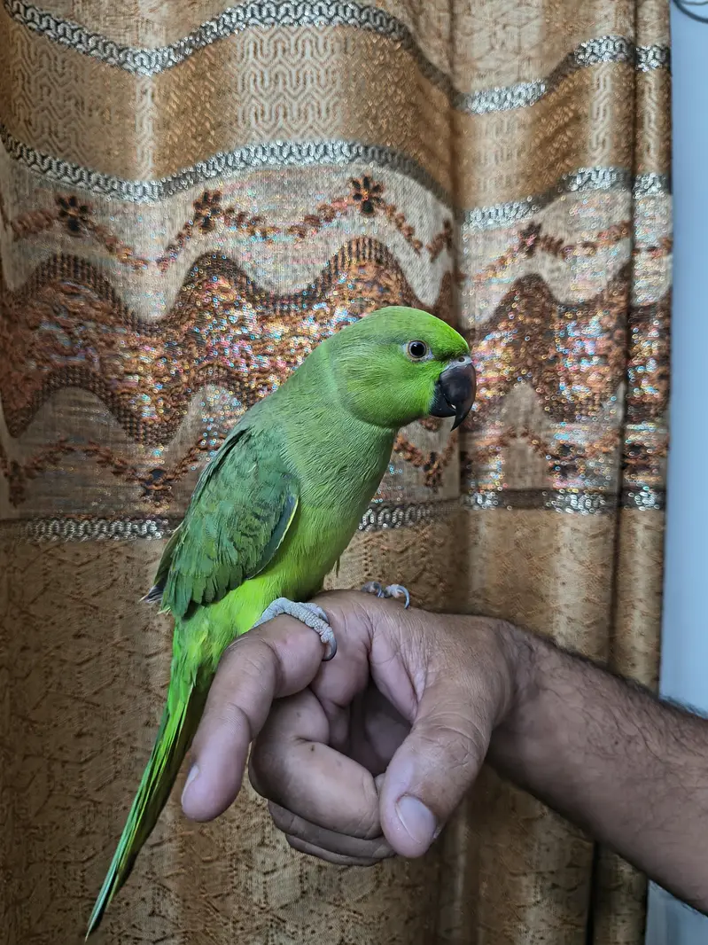 Green parrot ringneck Male hand tame — photo 4