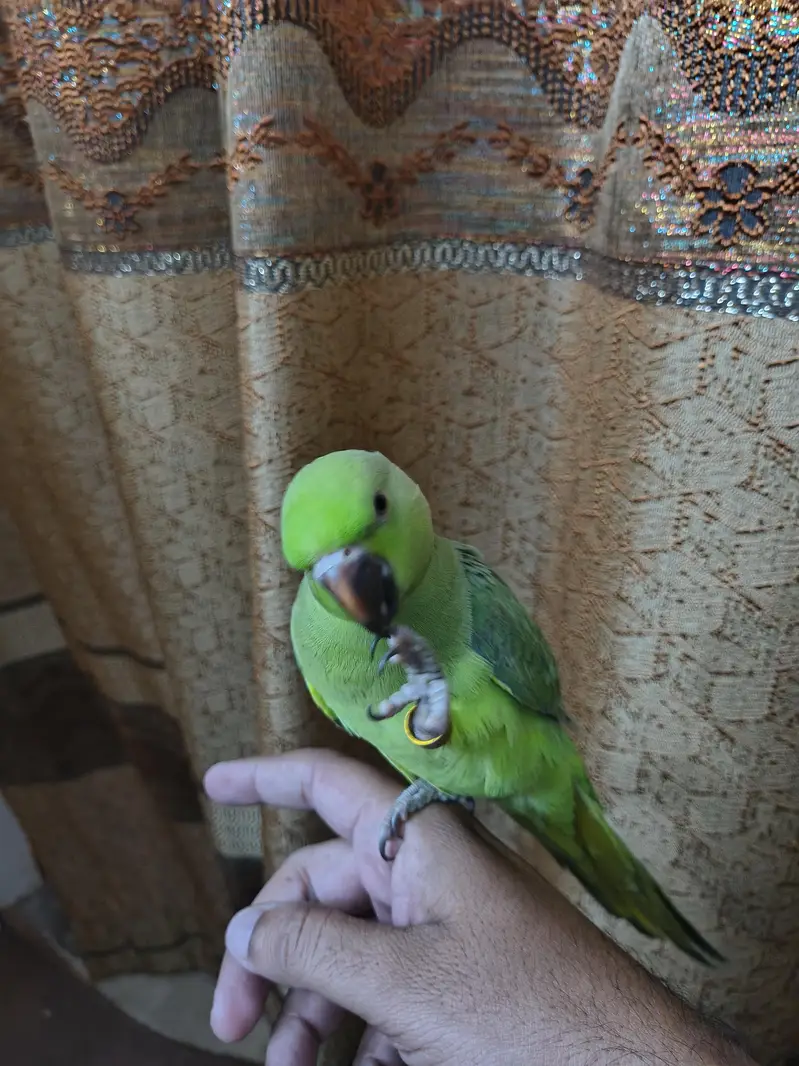 Green parrot ringneck Male hand tame — photo 5
