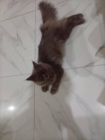 grey fluffy long-haired Persian cat