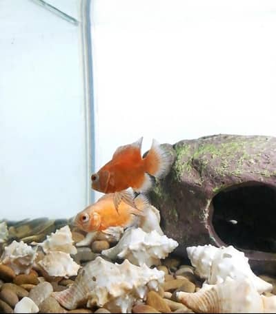 Baby Oscar pair -Healthy & Active