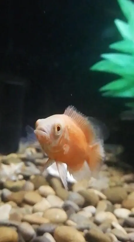 Baby Oscar pair -Healthy & Active — photo 2