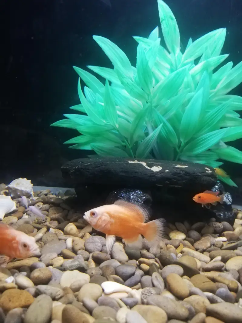 Baby Oscar pair -Healthy & Active — photo 3