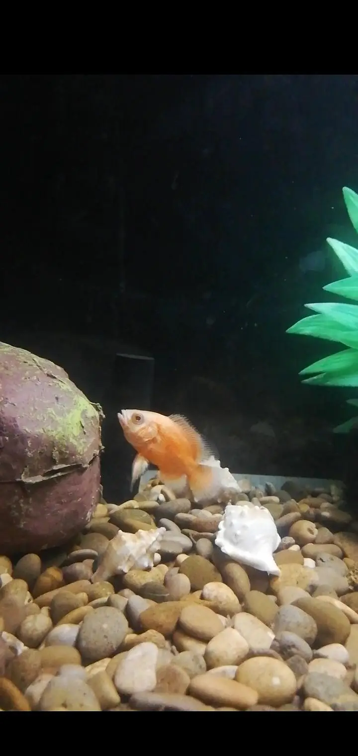 Baby Oscar pair -Healthy & Active — photo 4