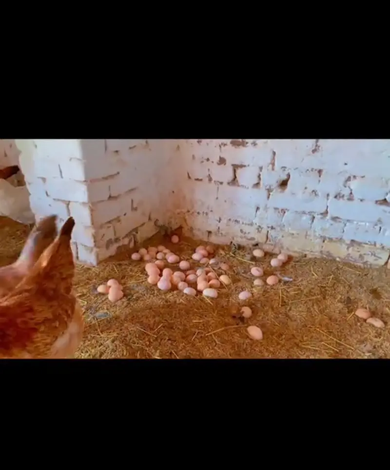 Desi Andy organic delivery free available in sargodha — photo 2