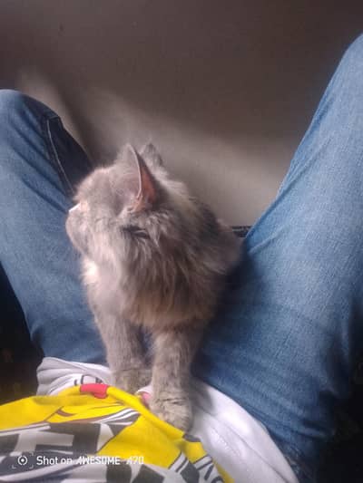 Adorable Persian Kitten for Sale
