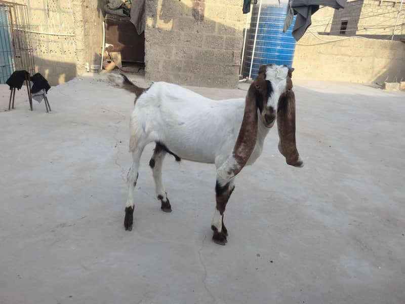 BAKRA 0