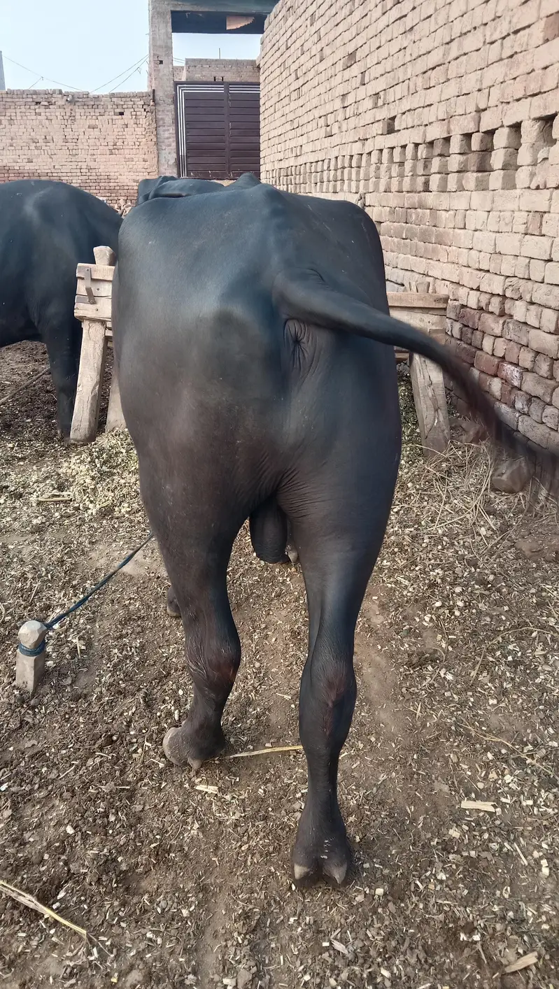 Nelli Breeder Sale Sale — photo 5