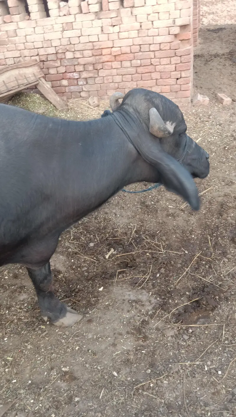 Nelli Breeder Sale Sale — photo 6