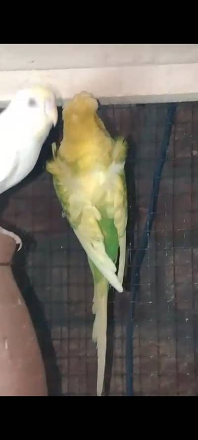 healthy and active hogormo pair