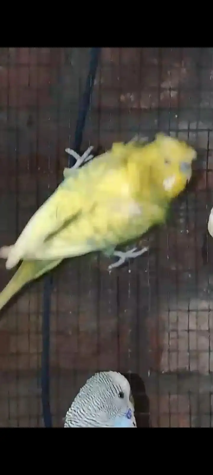 healthy and active hogormo pair — photo 2