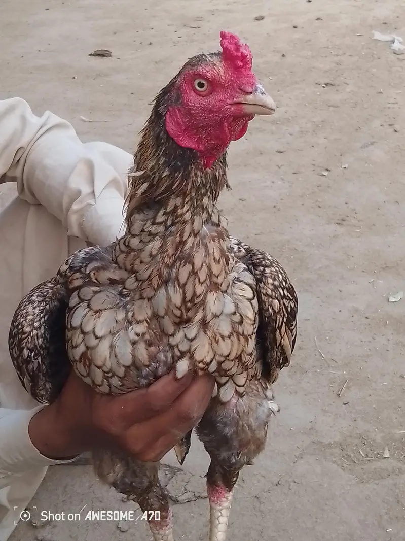 M Atif — photo 2