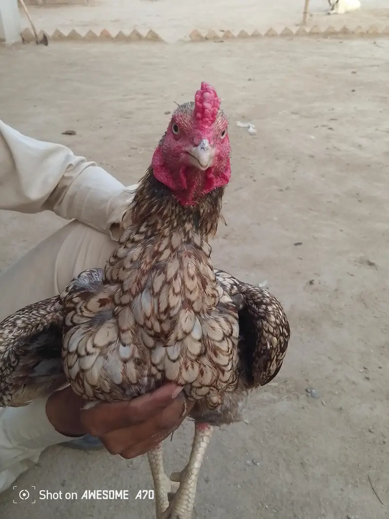 M Atif — photo 3
