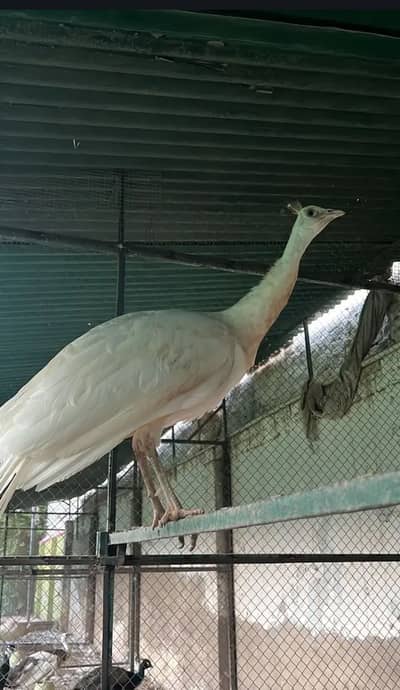 Total 13 peockok for salewhole farm for sale because owner is going uk
