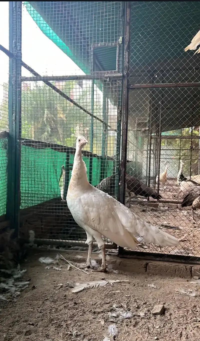 Total 13 peockok for salewhole farm for sale because owner is going uk — photo 2