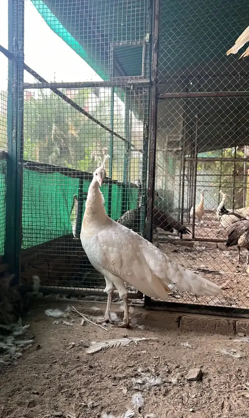 Total 13 peockok for salewhole farm for sale because owner is going uk — photo 3