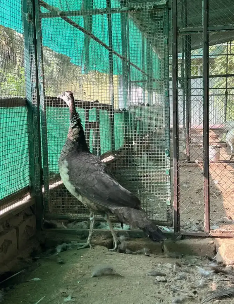 Total 13 peockok for salewhole farm for sale because owner is going uk — photo 7