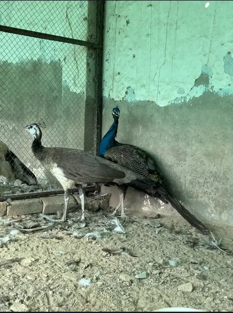 Total 13 peockok for salewhole farm for sale because owner is going uk — photo 8