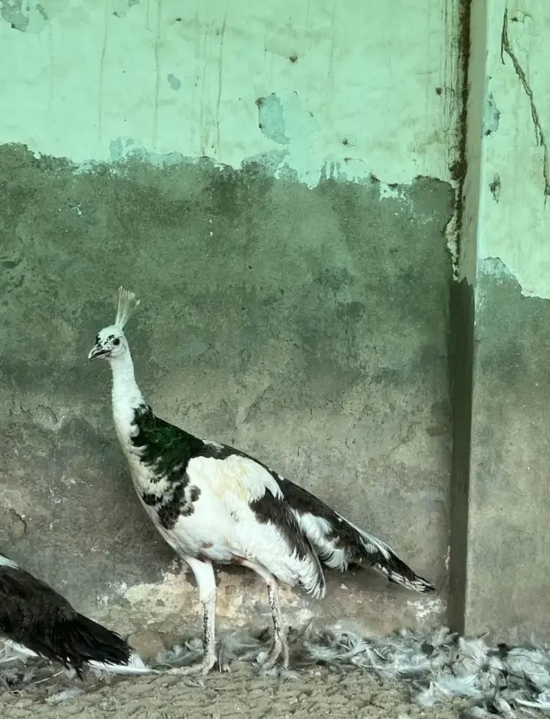Total 13 peockok for salewhole farm for sale because owner is going uk — photo 9