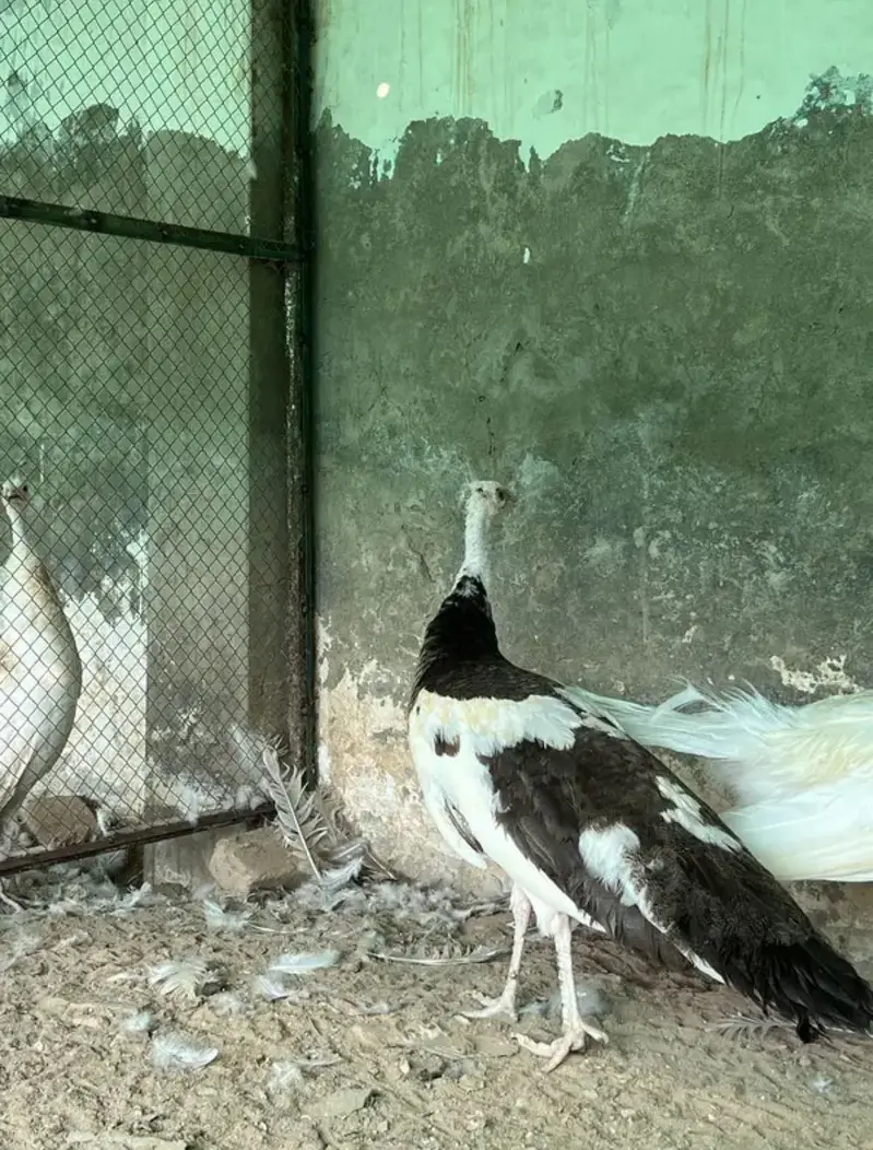 Total 13 peockok for salewhole farm for sale because owner is going uk — photo 10