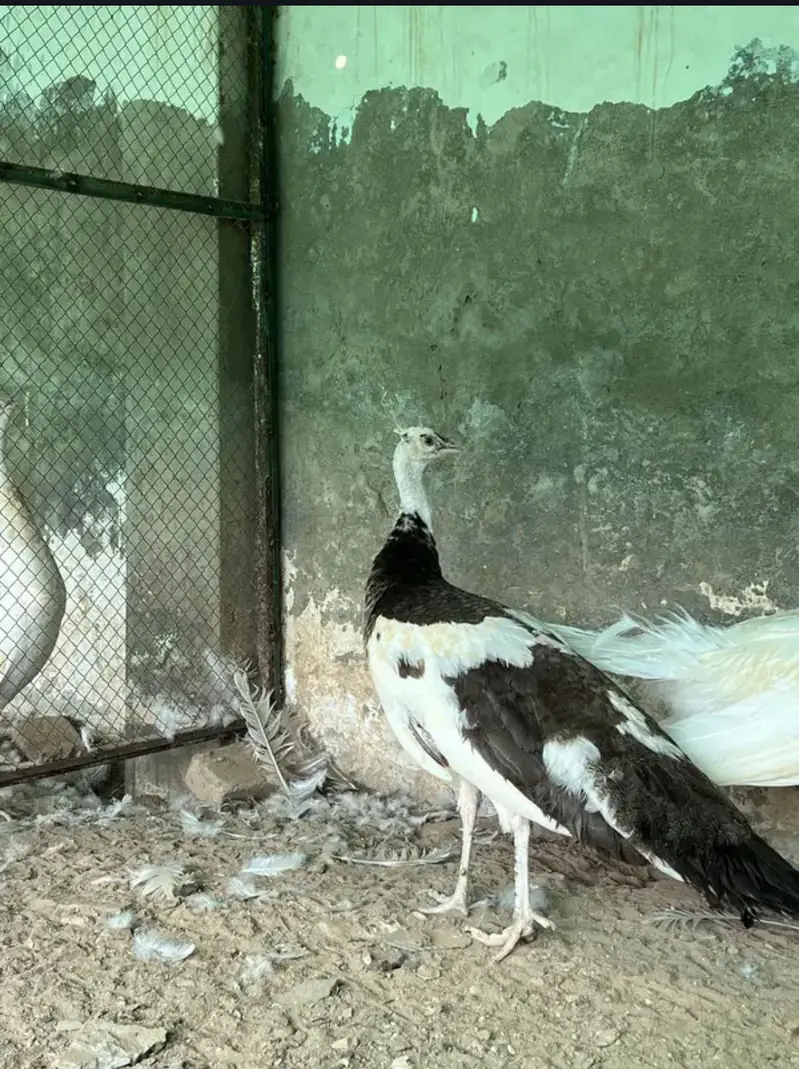 Total 13 peockok for salewhole farm for sale because owner is going uk — photo 11