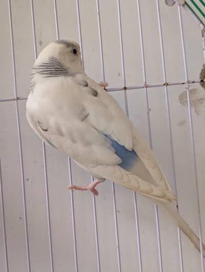 Mix budgies