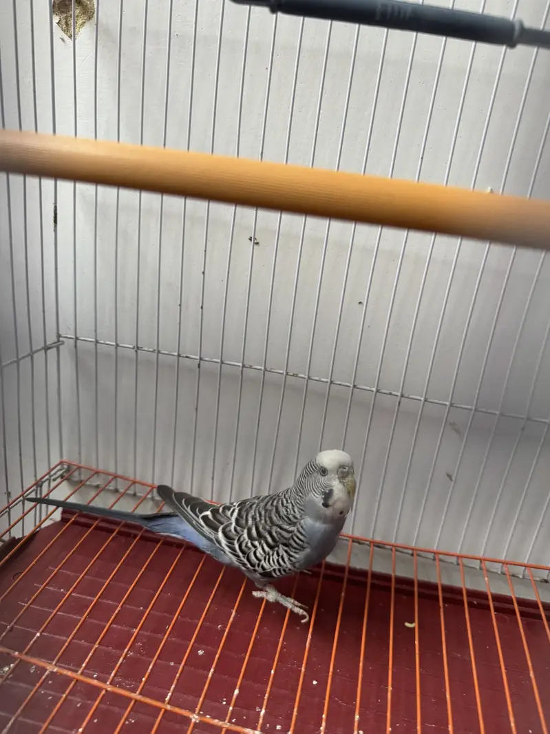 Mix budgies — photo 2