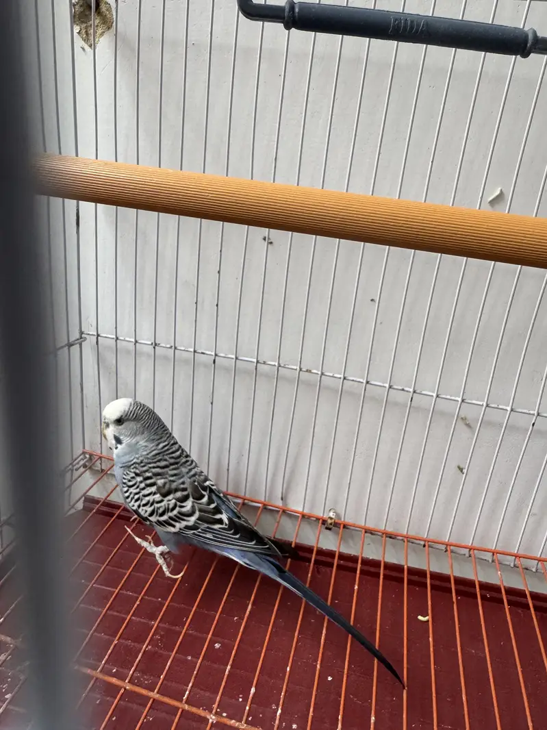Mix budgies — photo 3