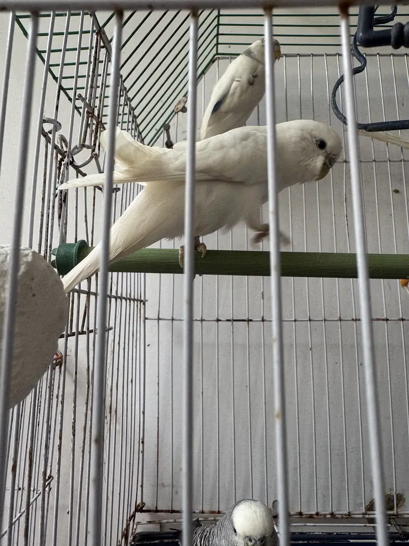 Mix budgies — photo 4
