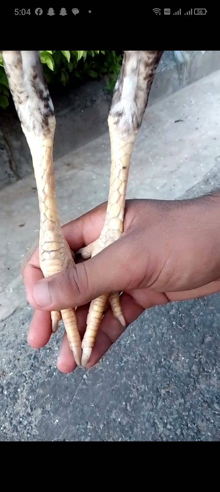 Lakha 2