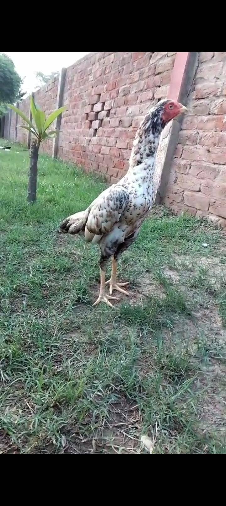 Lakha 3
