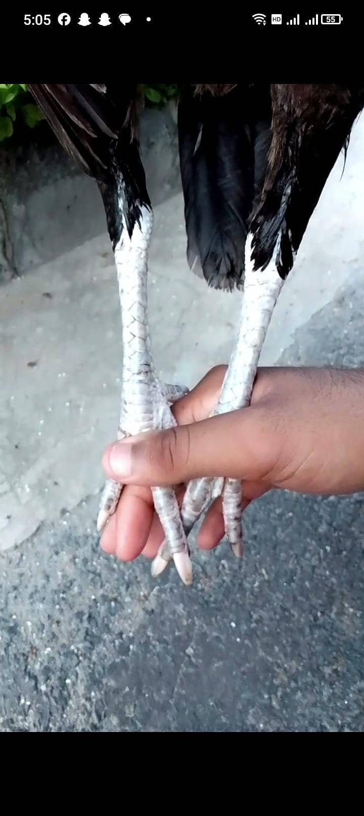 Lakha 8