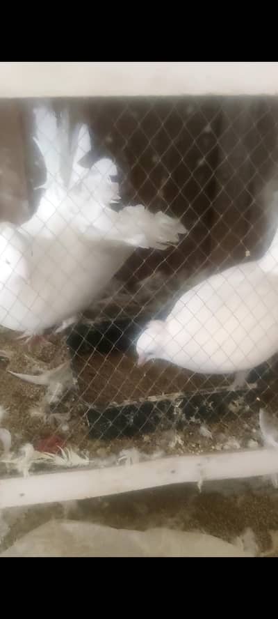birds