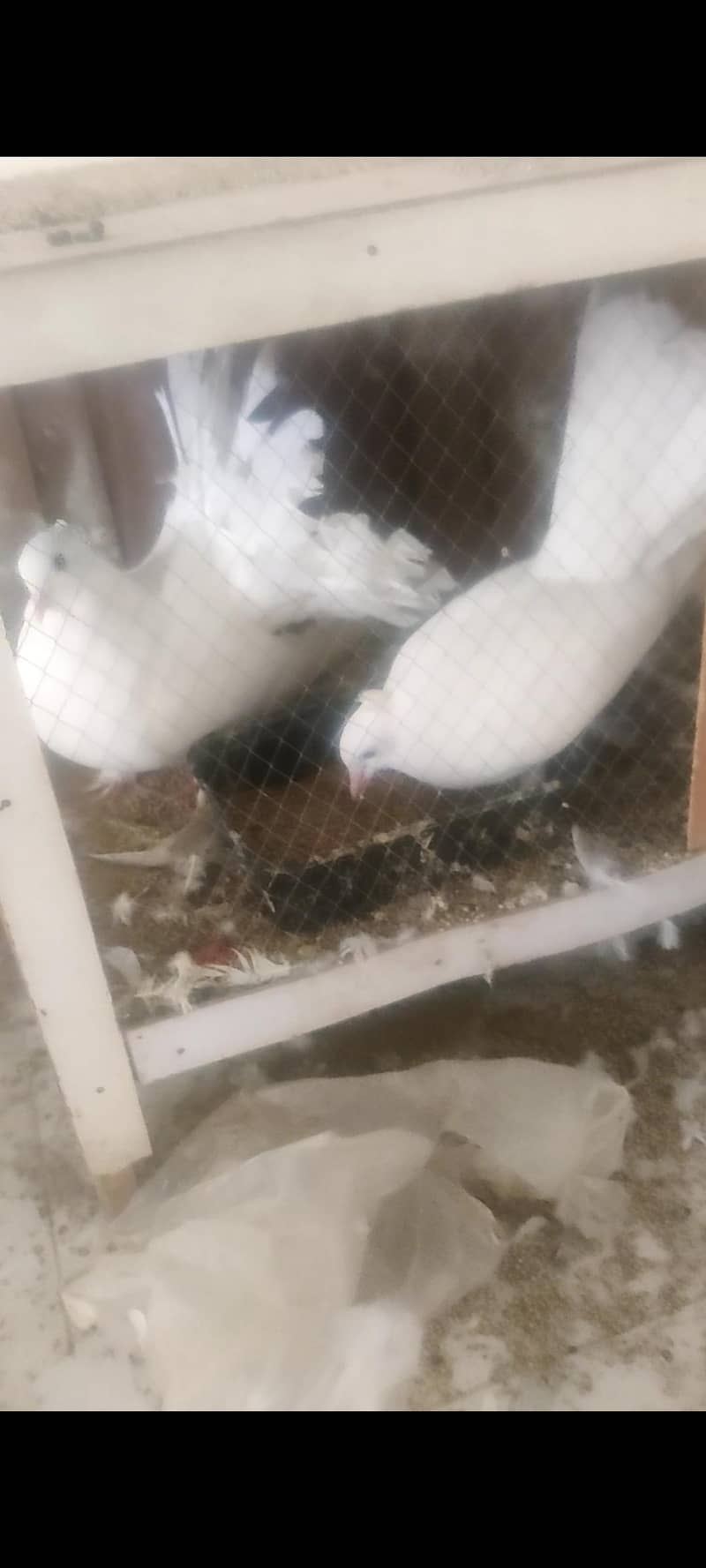 birds 1