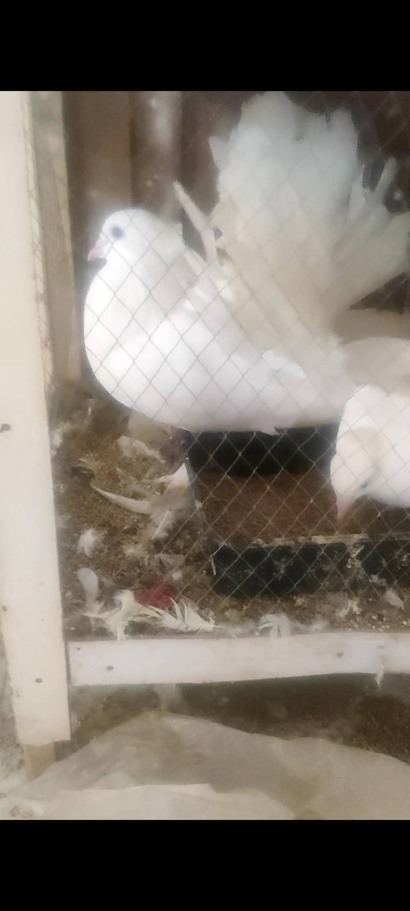 birds 2