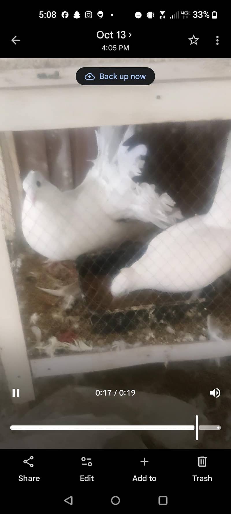 birds 4
