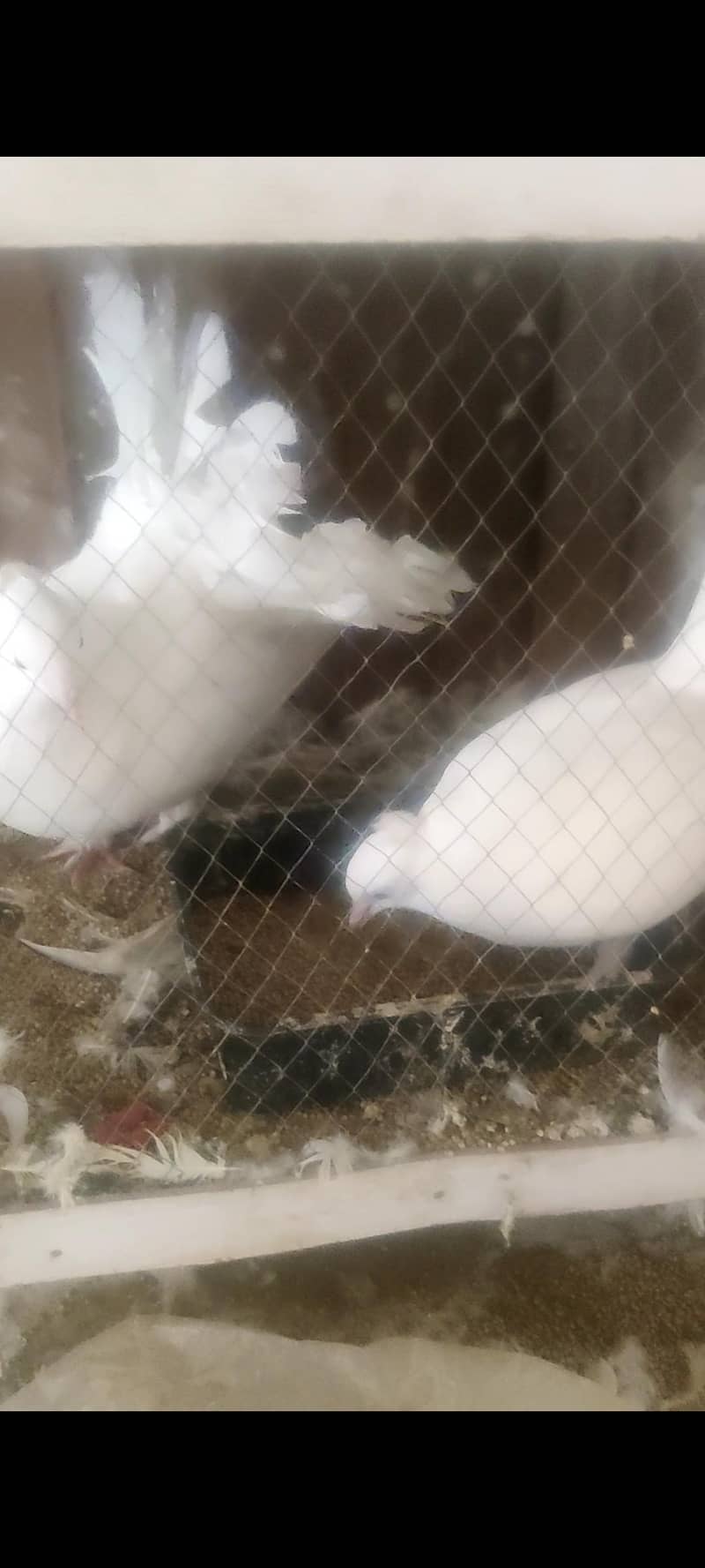 birds 5
