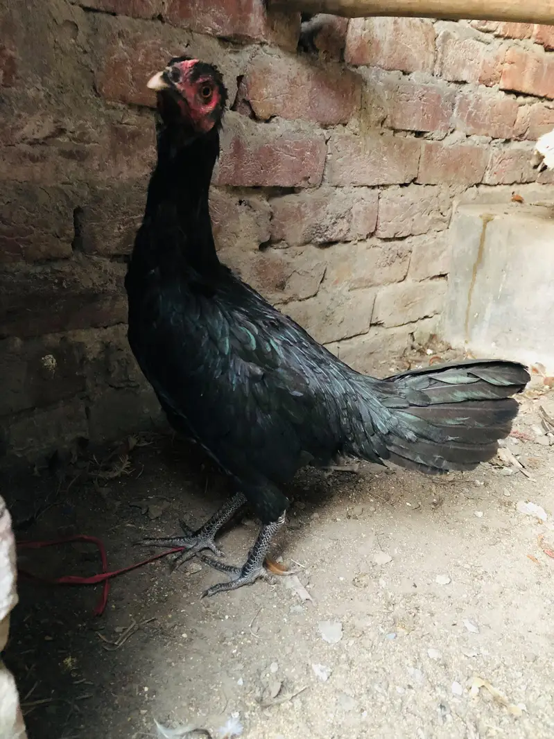 1 Male 3 Females 03224239890 — photo 8