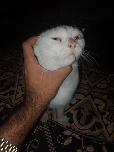 gherealo