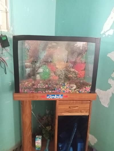 fish Equerum For Sell with Equerum Stone