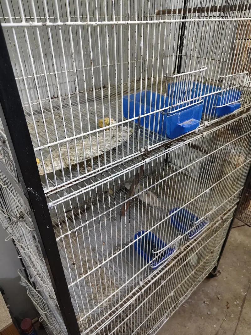 Ringneck Cage 4 Portion — photo 3
