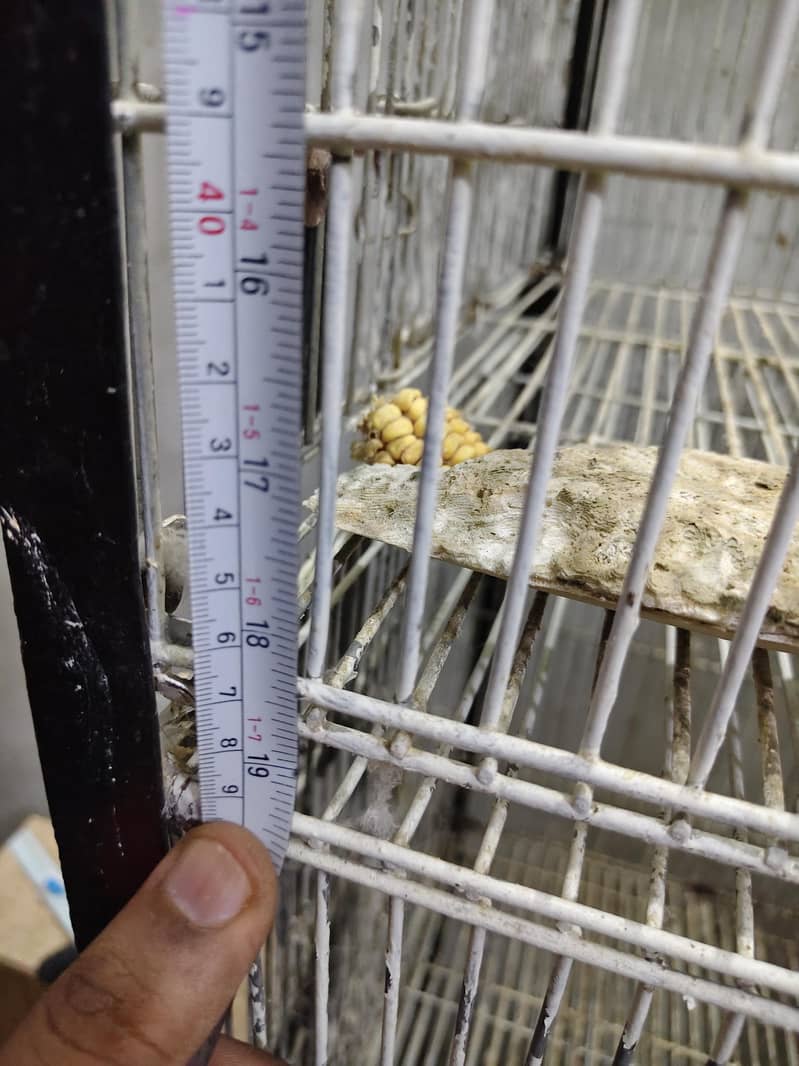 Ringneck Cage 4 Portion 4
