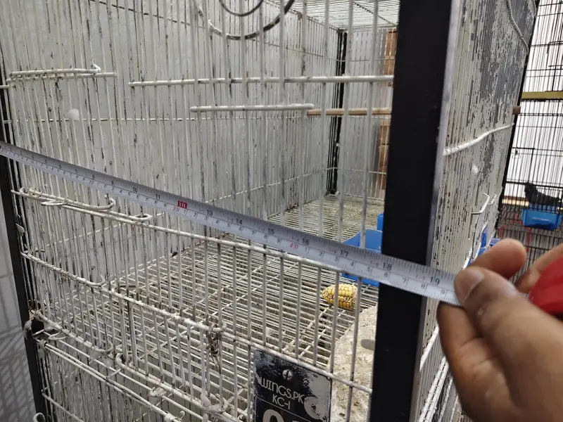 Ringneck Cage 4 Portion — photo 7
