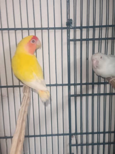 love bird for sale