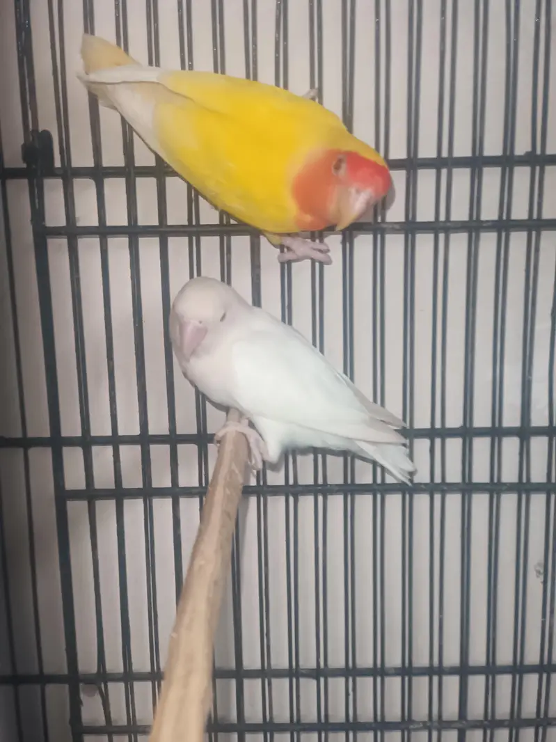 love bird for sale — photo 2