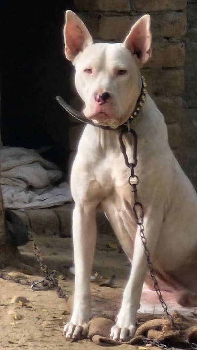 gultair dog for sale