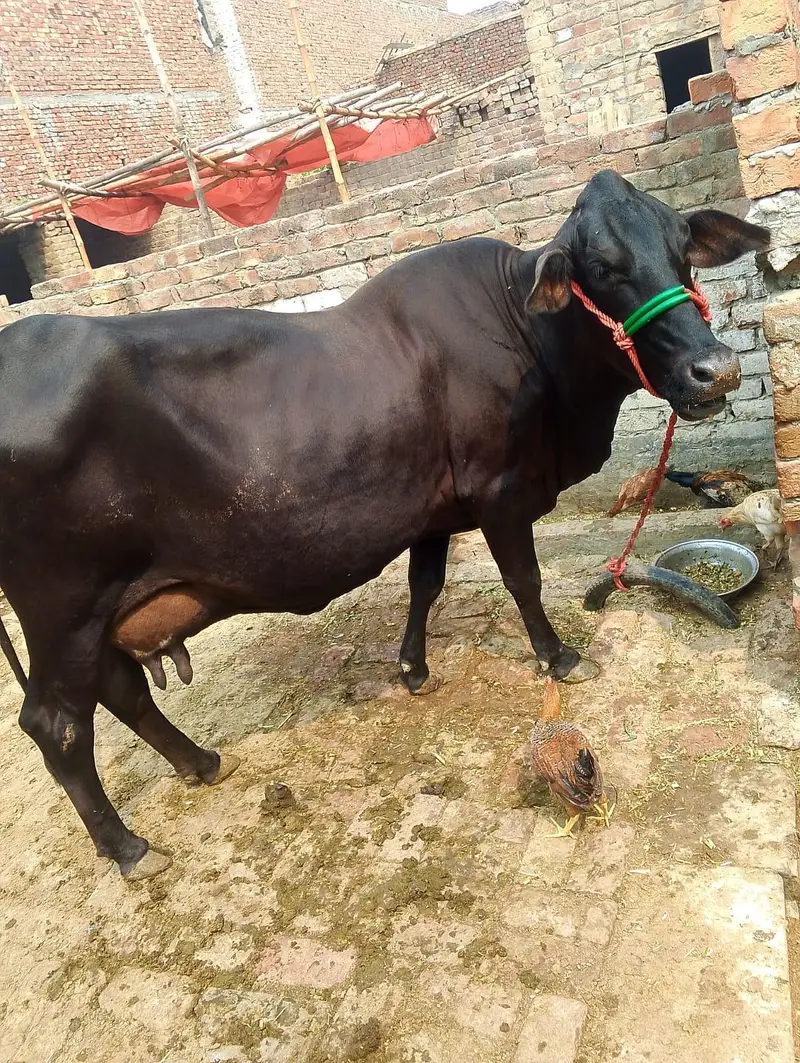 Pure Jersy Nasal cow for sale — photo 2